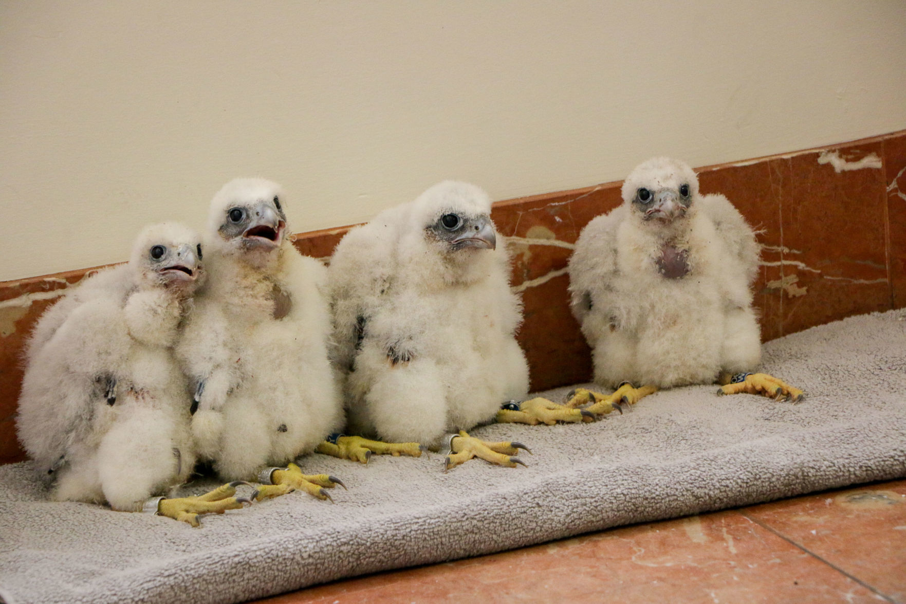 Peregrine Falcon banding